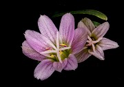 024Lewisia pygmaea 19-5472